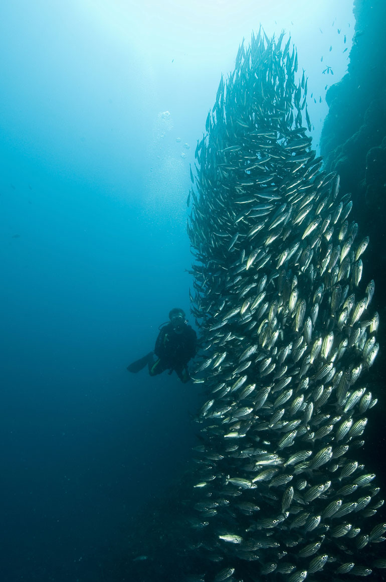 109 fish, Galapagos.jpg